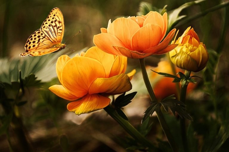 flowers with butterfly